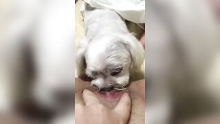 강아지한테 보빨 시키는 라방 (3)